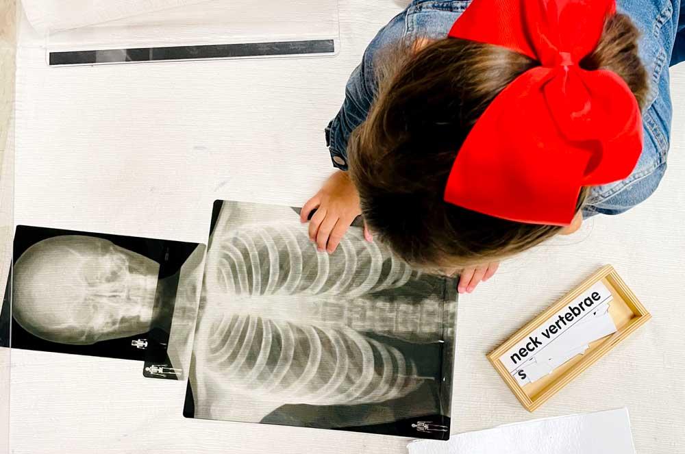 A child in Montessori working with an x-ray manipulative